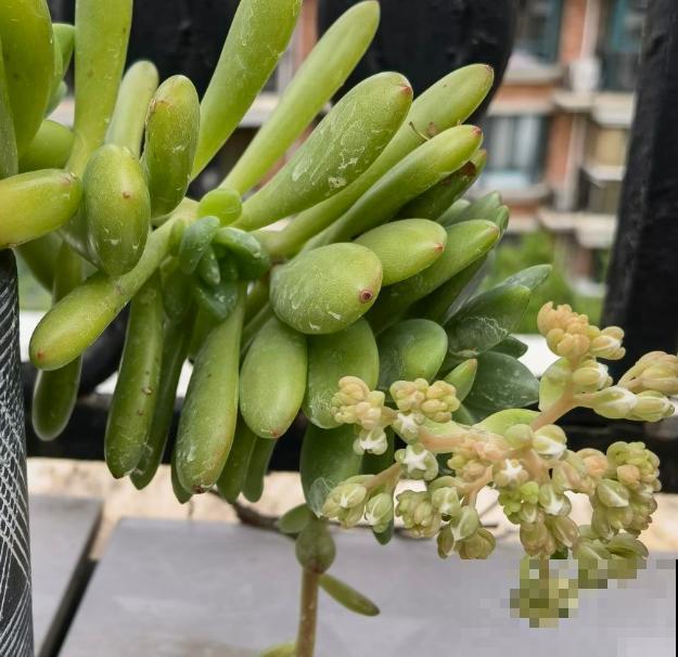 金钱滚滚多肉在家养殖，要想养的好，这5点要知道