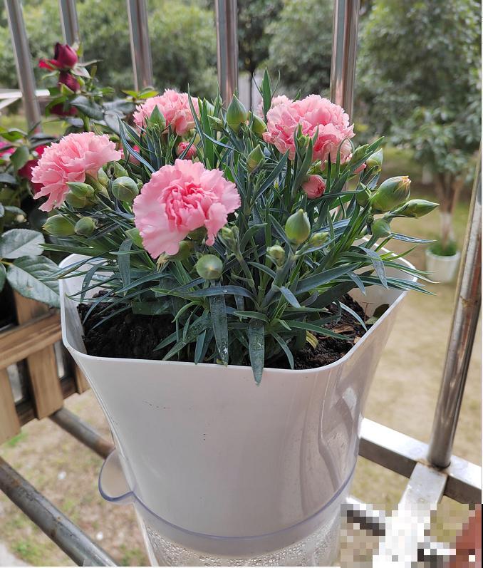 1种花满盆花苞,春天养正好,爆盆很容易 1种花满盆花苞,春天养正好,爆盆很容易