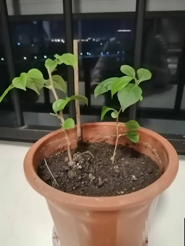 扦插一直不生根，1张卫生纸就搞定，呼呼冒出“狗牙根”