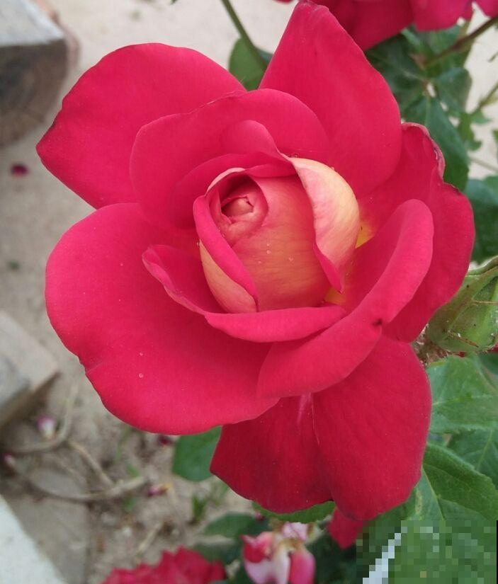 3种花现在种，生长速度呈倍速，两个月就能开花