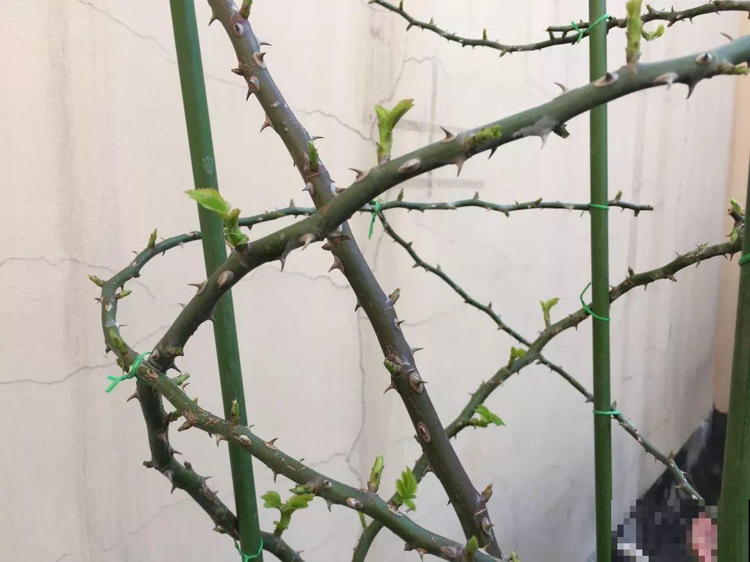 花园三剑客也要换盆,越冷长得越旺,明年呼呼开花 花园三剑客也要换盆,越冷长得越旺,明年呼呼开花