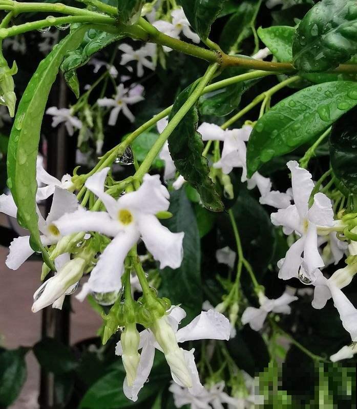 春天呼呼开花的风车茉莉,一个月后就爆花,花量超大超浪漫 春天呼呼开花的风车茉莉,一个月后就爆花,花量超大超浪漫