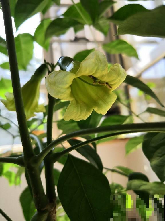 3种花命特硬，轻易养不死，养着养着变老桩