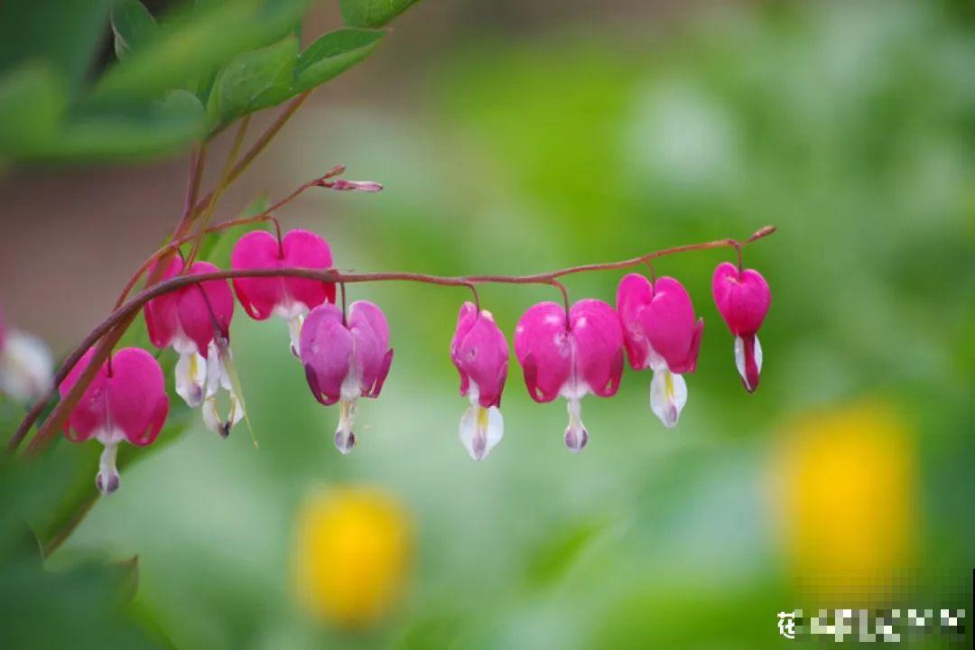 家里养盆荷包牡丹,荷包满满,富贵吉祥寓意好! 家里养盆荷包牡丹,荷包满满,富贵吉祥寓意好!