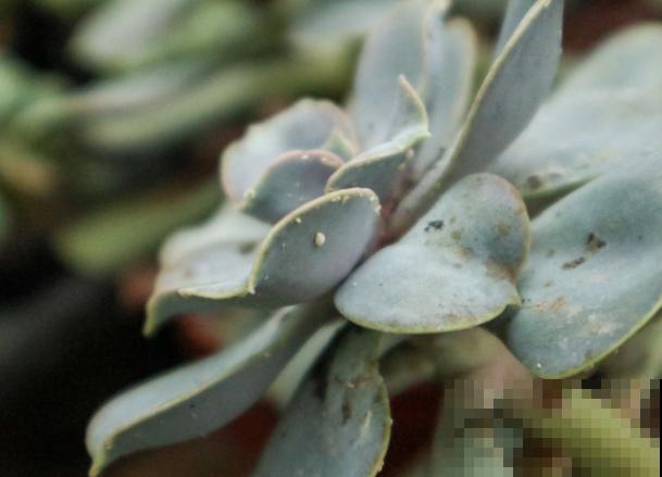多肉出现蚧壳虫，不要着急，记住这3种方法轻松防治