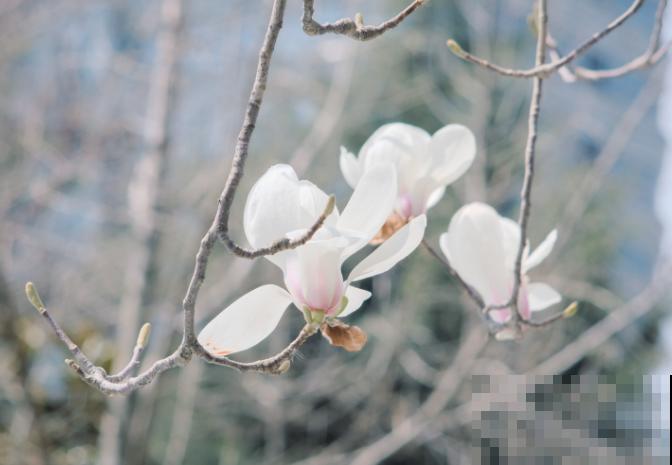 玉兰掰个枝条插水里，一个月就开花，满屋子都是香味