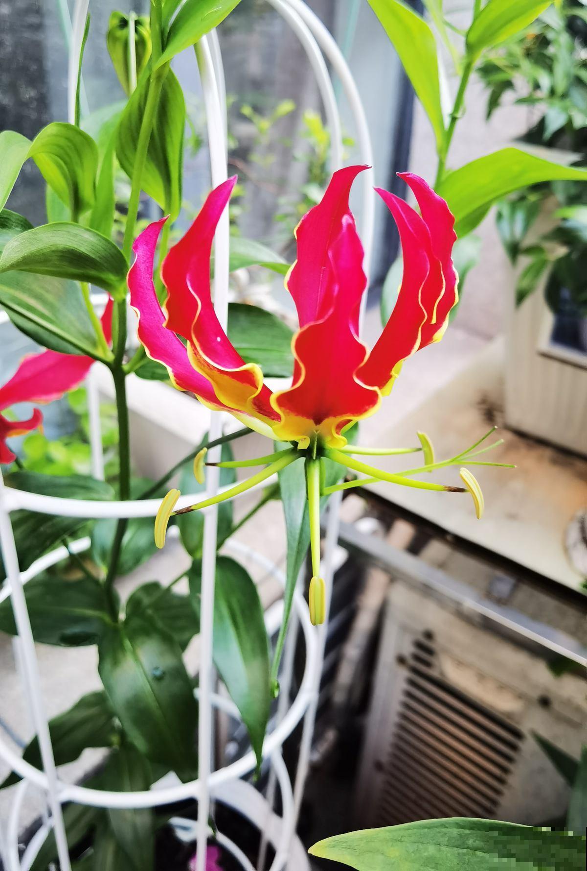 名声赫赫的嘉兰百合，开花像火焰一样，从夏天开到秋天