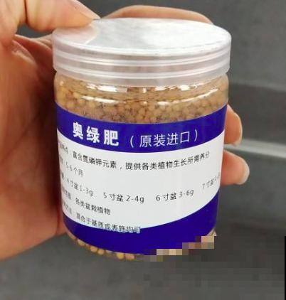 春天在家养虎皮兰,盆里撒一把“小豆豆”,叶子呼呼长满盆 春天在家养虎皮兰,盆里撒一把“小豆豆”,叶子呼呼长满盆