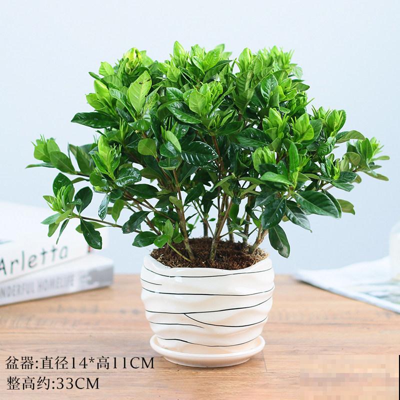 大叶栀子花在室内养护，这5点需谨记，叶子呼呼长