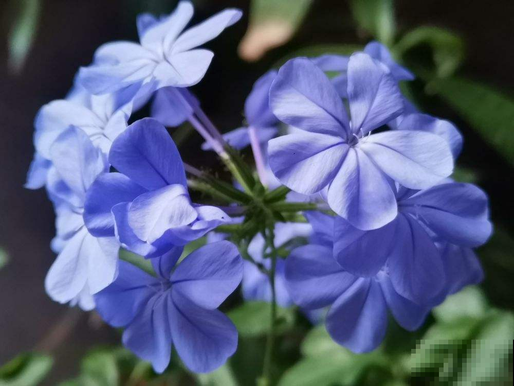 能让阳台秒变花园的4种花卉,颜值爆表花期超长,邻居看了都羡慕 能让阳台秒变花园的4种花卉,颜值爆表花期超长,邻居看了都羡慕
