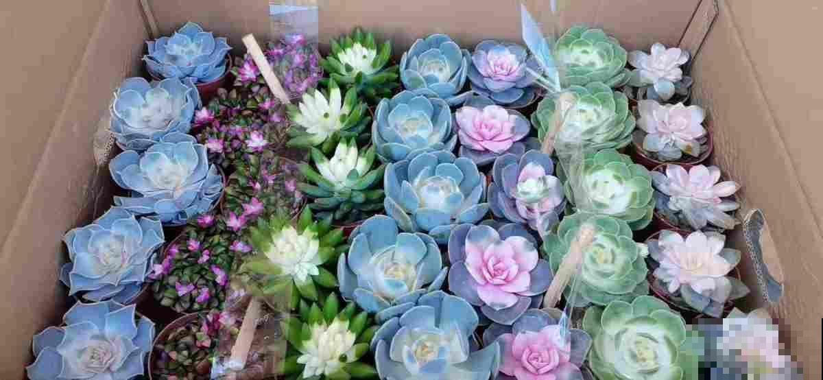 3种买花骗局,网上买花最常见,进来看不吃亏 3种买花骗局,网上买花最常见,进来看不吃亏