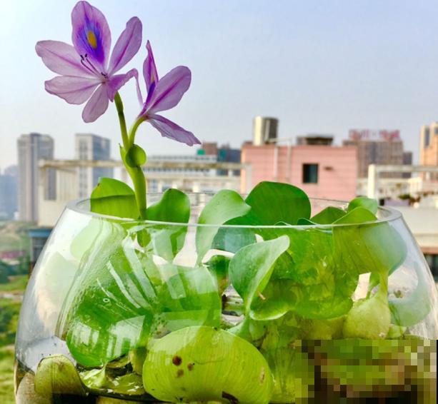 泛滥的水葫芦，在家养殖，扔水里随意生长