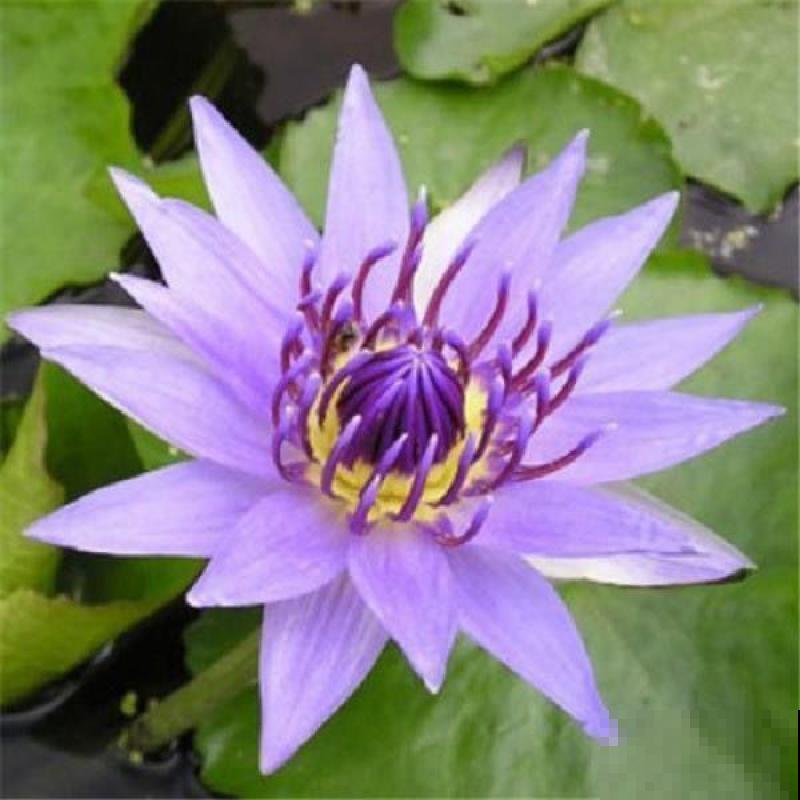 现在养2种“花仙子”，初夏就能开花，朵朵荷花使人眼