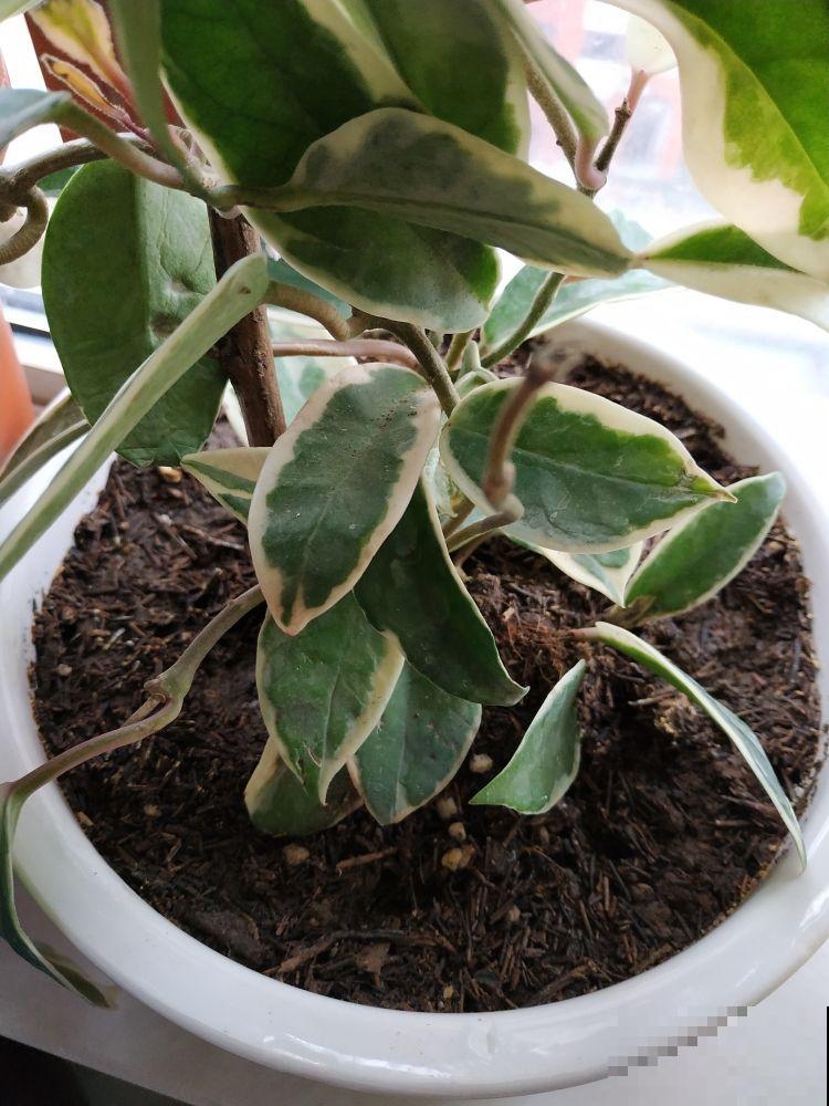 路边的土挖回家，怎么就我把花养死了，是因为没注意这3点