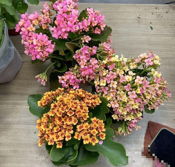 娇滴滴的3种花，实际上很“硬气”，冬天照样开花