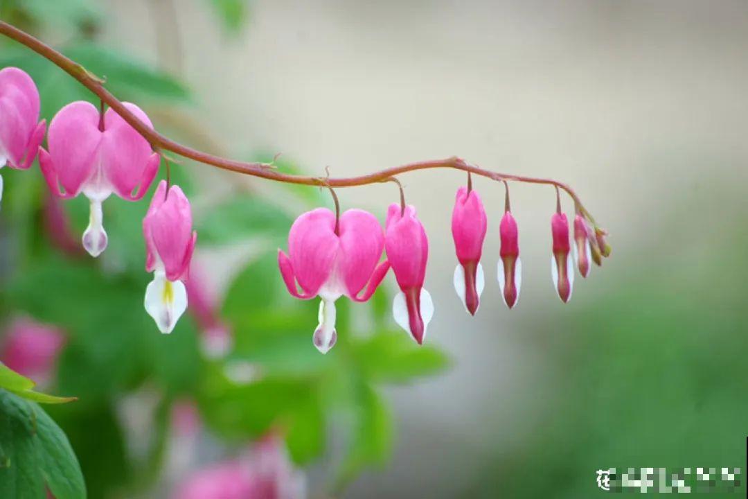 家里养盆荷包牡丹,荷包满满,富贵吉祥寓意好! 家里养盆荷包牡丹,荷包满满,富贵吉祥寓意好!