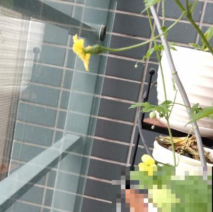 夏天吃点苦瓜败火好，学会这4步，自己在家也能种