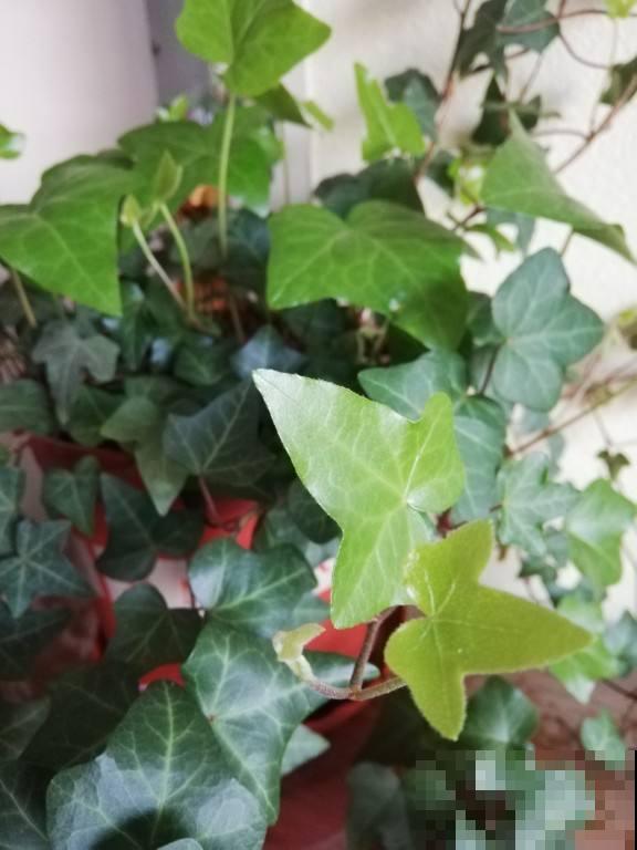 卧室养盆花，提升睡眠质量，健康又安全