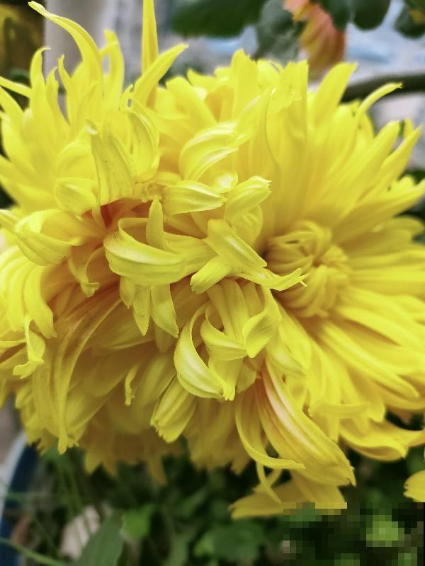 老话说“花草三不送,送了变仇人”,一不小心得罪人,可要注意了 老话说“花草三不送,送了变仇人”,一不小心得罪人,可要注意了