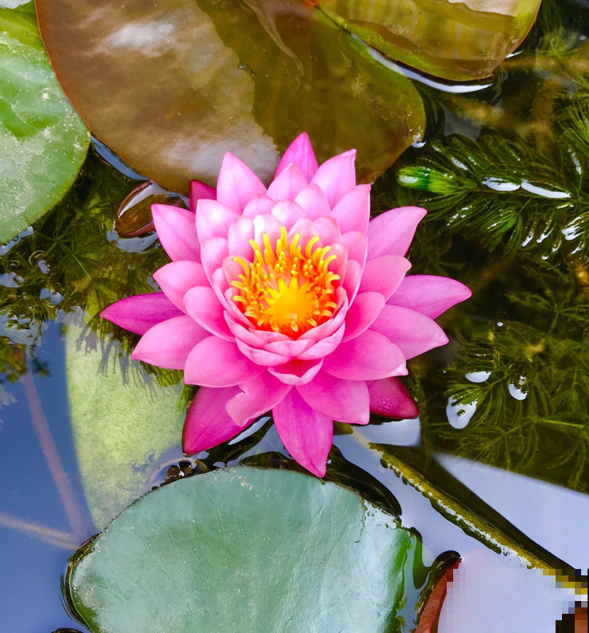 现在养2种“花仙子”，初夏就能开花，朵朵荷花使人眼