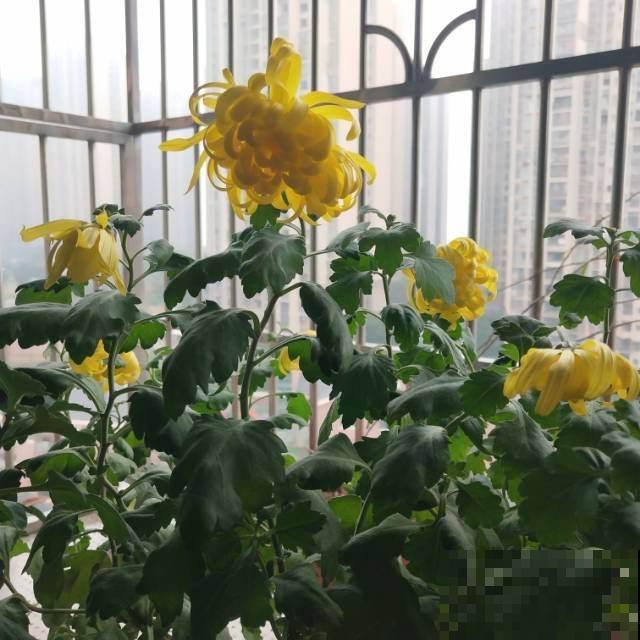 4种花，老年人特爱养，好看又养心