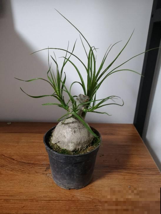 3种超级耐旱的花,好看又好养,懒人必备花卉 3种超级耐旱的花,好看又好养,懒人必备花卉