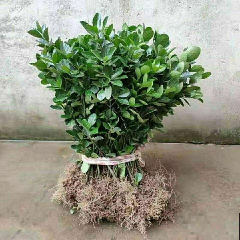 室内冬青扦插,做好这4步,生根率超高 室内冬青扦插,做好这4步,生根率超高