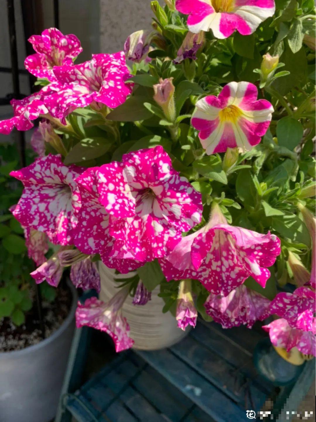 养盆矮牵牛,狠心剪几刀,轻松爆开满盆花,小阳台最爱! 养盆矮牵牛,狠心剪几刀,轻松爆开满盆花,小阳台最爱!