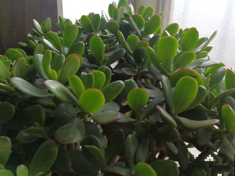 客厅有树,十有九富,6种“旺财树”,养在家里招财又旺家 客厅有树,十有九富,6种“旺财树”,养在家里招财又旺家