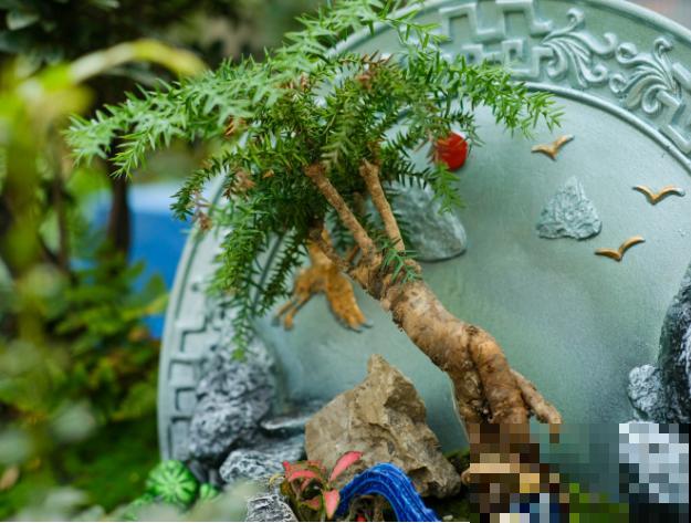 贵货澳洲杉盆景，养在家里浇水成了难题，摸索两年才弄懂