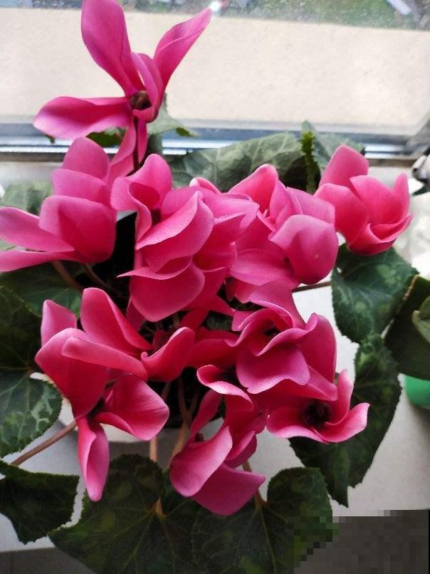 年宵花里的“冤大头”，年年买，年年养死，真是浪费钱