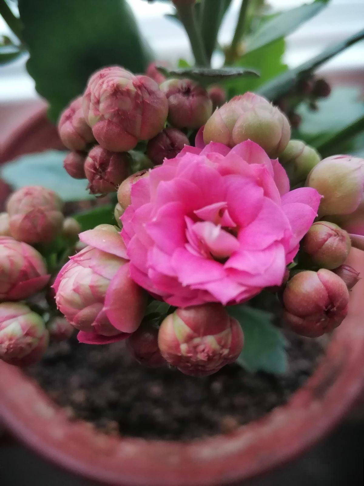 爱花和爱养花，一字之差却大有不同，3种人应该趁早放弃养花