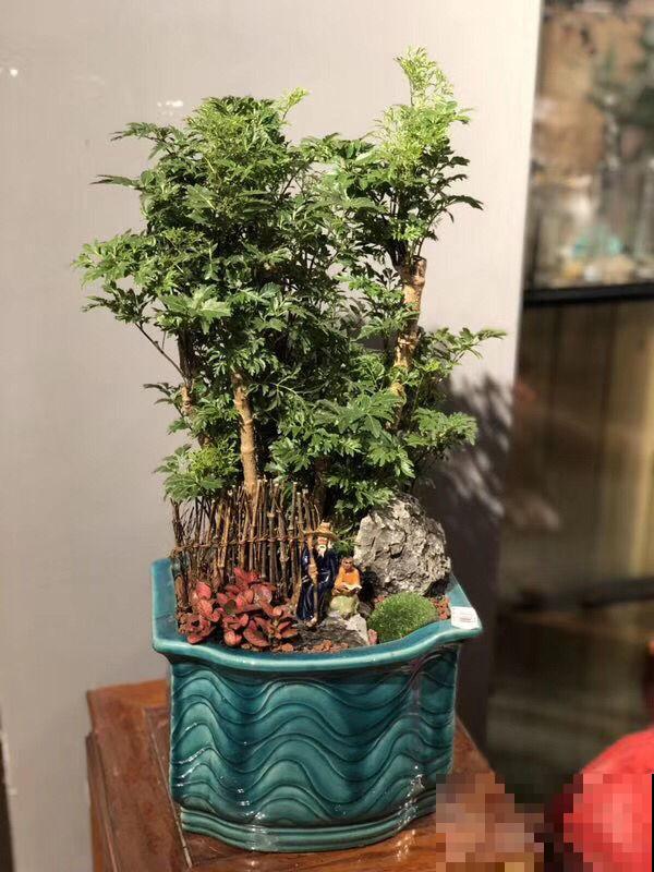 适合春天养的“金钱花”，狂冒小金芽，有招财好兆头
