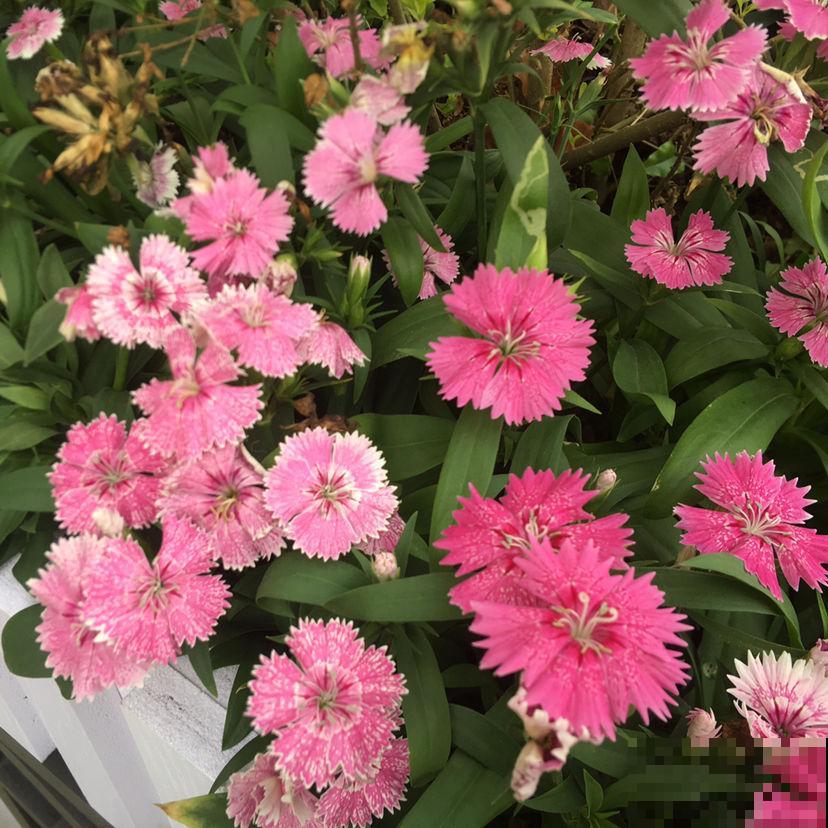 春天适合播种的8种花,撒完种3天冒芽,一个月就开花 春天适合播种的8种花,撒完种3天冒芽,一个月就开花