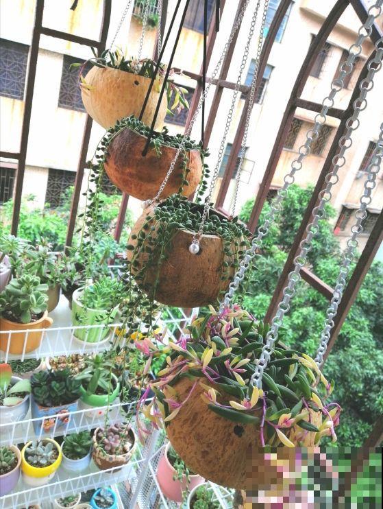 省钱的养花技巧,养花成本减半,你都知道几个? 省钱的养花技巧,养花成本减半,你都知道几个?