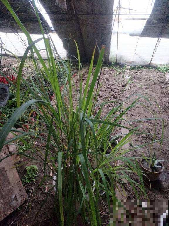 常见的8种植物,也是中药,养在家里特养人 常见的8种植物,也是中药,养在家里特养人