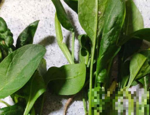 菠菜种下后，要想长势好，这3点养护要知道