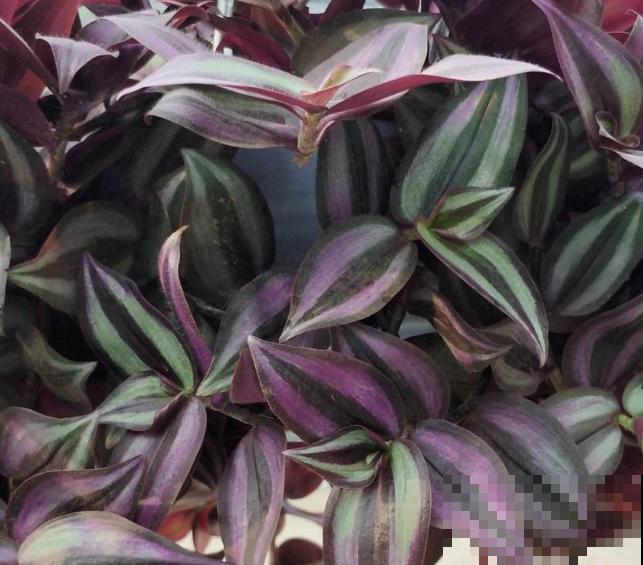 这5种植物颜色很好看，名字却不一样，快来看看你认识哪几种