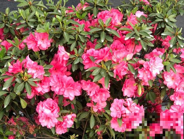 家里养盆杜鹃花，不要随意修剪，这3个时间修剪才能不出问题