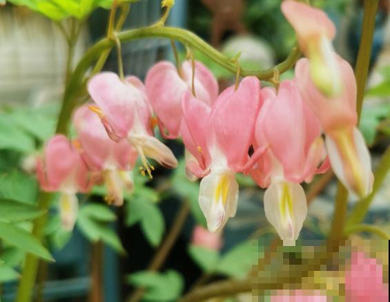 花像小灯笼的绿植,主要有这5种,好看适合家里养 花像小灯笼的绿植,主要有这5种,好看适合家里养