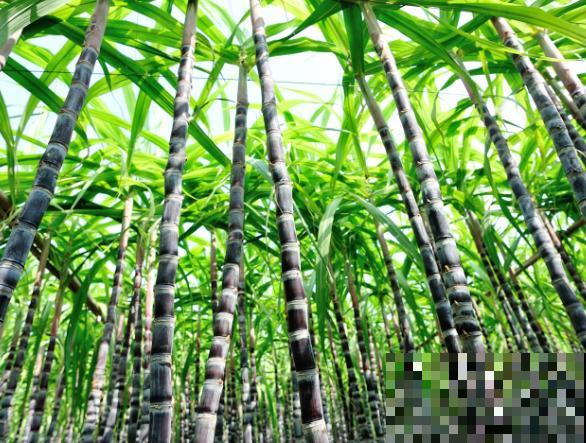 甘蔗的生长周期有7个月，分别有5个生长阶段，了解以后养殖能成功