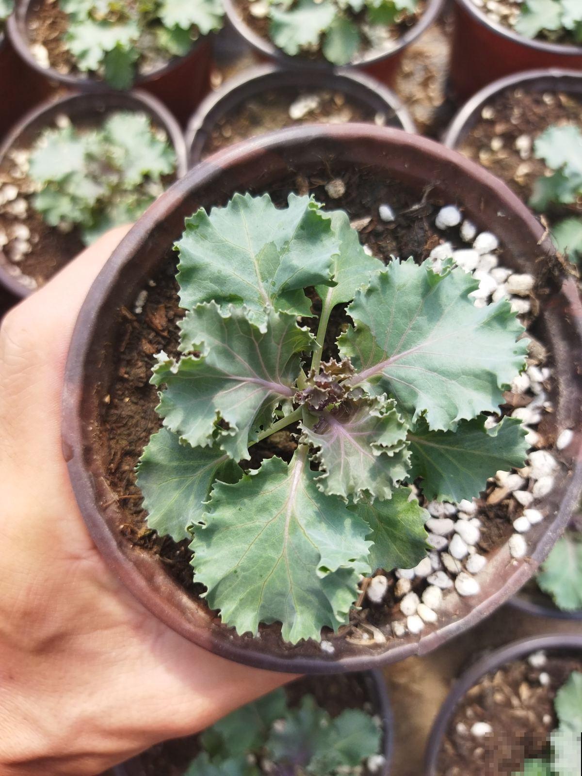 冬季室内植物施肥指南，肥料用得好，春天呼呼开爆盆