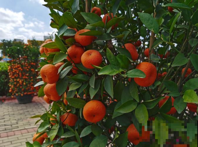 家里养殖的柑橘落果，主要和这4点有关，赶紧治疗还有救