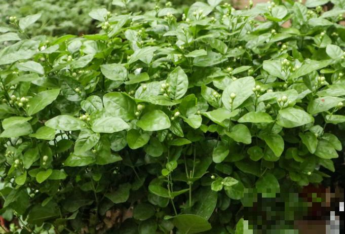 茉莉花开花就掉，可能和这4点有关，养护注意好不再犯