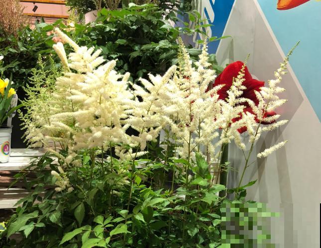 落新妇地栽要想过冬，知道这4步，轻松熬过冬