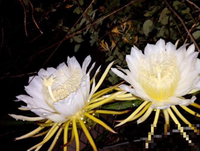 昙花长出“一根杆”，那可是件好事情，说明要长新叶子