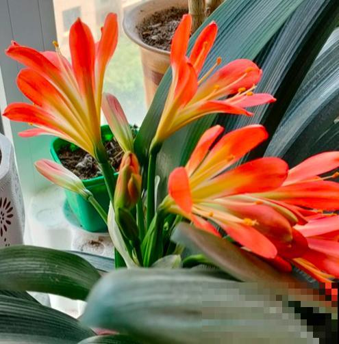 认清君子兰“2个信号”，花箭嗖嗖向外拔，开春就呼呼开花