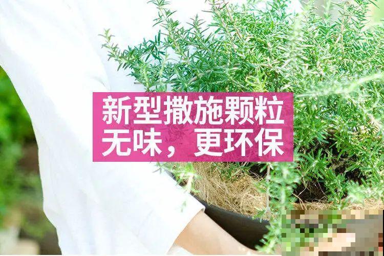 一把白色小豆豆撒土里，啥虫都能杀死，全年不生虫，干干净净