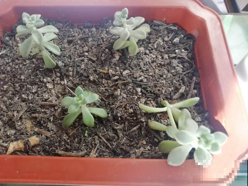 养花最怕3件事，但凡你中招了，说明不适合养花