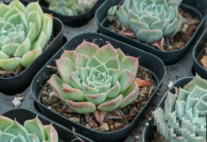 月影系的多肉，好看又好养，这5种在家养过嘛